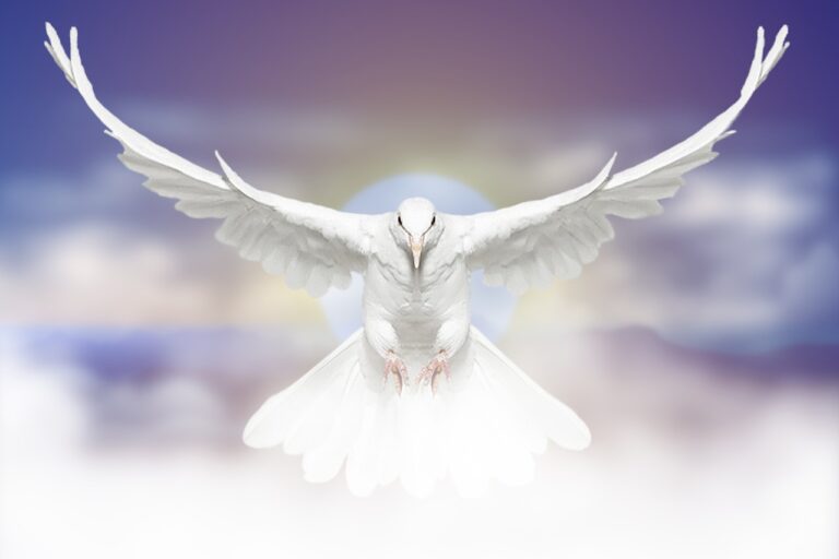 dove, bird, flying-6062291.jpg
